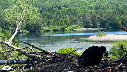 VINS Bald Eagles Nest Live Cams - Jun 8, 2026, 1:31pm EDT