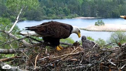 VINS Bald Eagles Nest Live Cams - May 19, 2026, 2:20pm EDT