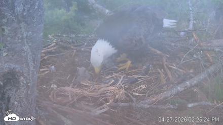 VINS Bald Eagles Nest Live Cams - Apr 27, 2026, 2:26pm EDT