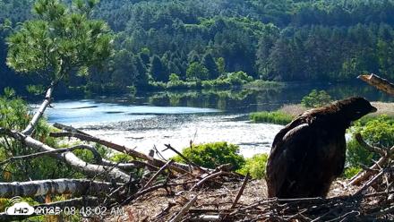 VINS Bald Eagles Nest Live Cams - Jun 16, 2026, 8:48am EDT