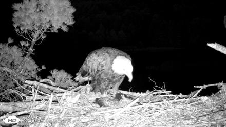 VINS Bald Eagles Nest Live Cams - May 11, 2026, 8:44pm EDT
