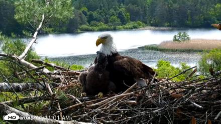 VINS Bald Eagles Nest Live Cams - May 27, 2026, 11:11am EDT