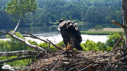 VINS Bald Eagles Nest Live Cams - Jun 25, 2026, 9:09am EDT
