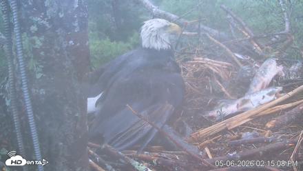 VINS Bald Eagles Nest Live Cams - May 6, 2026, 2:15pm EDT