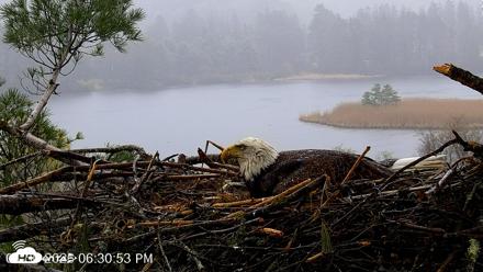 VINS Bald Eagles Nest Live Cams - Apr 30, 2026, 6:32pm EDT