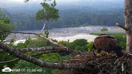 VINS Bald Eagles Nest Live Cams - Jul 26, 2026, 5:41am EDT