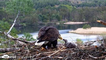VINS Bald Eagles Nest Live Cams - May 11, 2026, 7:36pm EDT