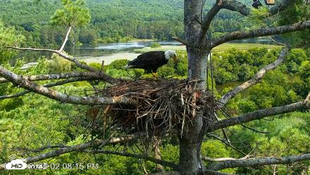 VINS Bald Eagles Nest Live Cams - Aug 10, 2026, 2:09pm EDT