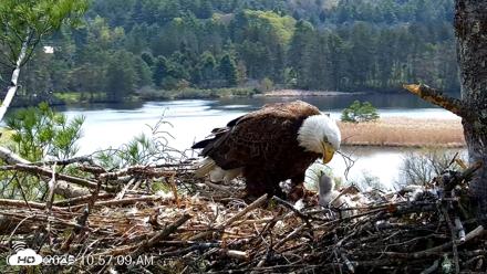 VINS Bald Eagles Nest Live Cams - May 5, 2026, 10:57am EDT
