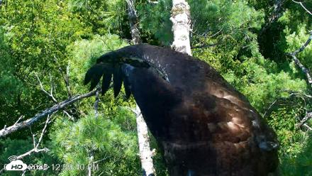 VINS Bald Eagles Nest Live Cams - Jul 27, 2026, 1:00pm EDT