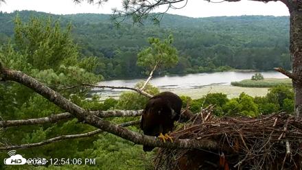 VINS Bald Eagles Nest Live Cams - Jul 15, 2026, 12:55pm EDT