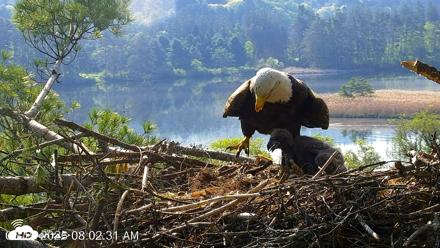 VINS Bald Eagles Nest Live Cams - May 19, 2026, 8:03am EDT