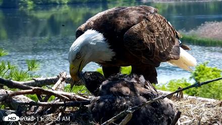 VINS Bald Eagles Nest Live Cams - Jun 4, 2026, 11:37am EDT