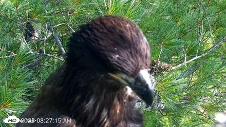 VINS Bald Eagles Nest Live Cams - Jul 26, 2026, 8:28am EDT