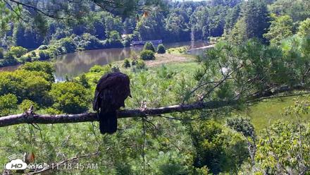 VINS Bald Eagles Nest Live Cams - Jul 24, 2026, 11:19am EDT