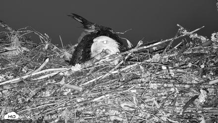 VINS Bald Eagles Nest Live Cams - Apr 15, 2026, 5:44am EDT