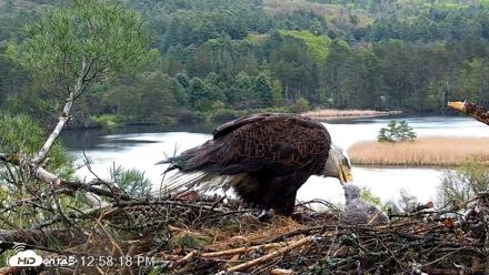 VINS Bald Eagles Nest Live Cams - May 13, 2026, 12:58pm EDT