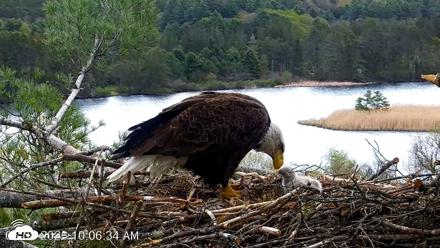 VINS Bald Eagles Nest Live Cams - May 8, 2026, 10:07am EDT