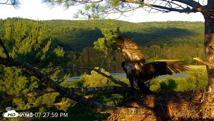 VINS Bald Eagles Nest Live Cams - Jul 15, 2026, 7:28pm EDT
