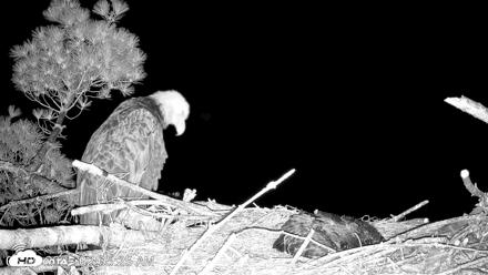 VINS Bald Eagles Nest Live Cams - Jun 9, 2026, 2:06am EDT