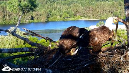 VINS Bald Eagles Nest Live Cams - Jun 19, 2026, 7:17pm EDT