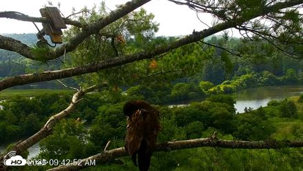 VINS Bald Eagles Nest Live Cams - Jul 22, 2026, 9:43am EDT