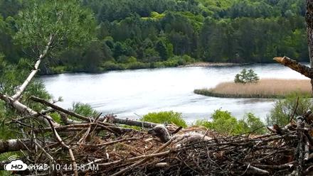 VINS Bald Eagles Nest Live Cams - May 21, 2026, 10:45am EDT