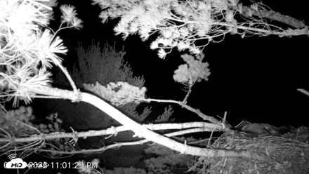 VINS Bald Eagles Nest Live Cams - Jul 18, 2026, 11:02pm EDT