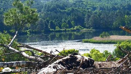 VINS Bald Eagles Nest Live Cams - Jun 16, 2026, 8:27am EDT