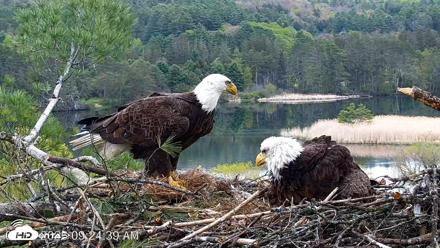 VINS Bald Eagles Nest Live Cams - May 13, 2026, 9:25am EDT