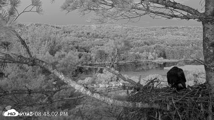 VINS Bald Eagles Nest Live Cams - Jul 12, 2026, 8:48pm EDT
