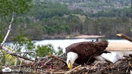 VINS Bald Eagles Nest Live Cams - Apr 28, 2026, 5:24pm EDT