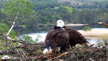 VINS Bald Eagles Nest Live Cams - May 13, 2026, 2:03pm EDT