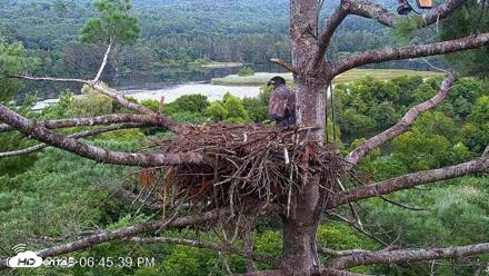 VINS Bald Eagles Nest Live Cams - Aug 10, 2026, 6:46pm EDT