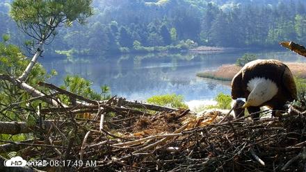 VINS Bald Eagles Nest Live Cams - May 19, 2026, 8:18am EDT