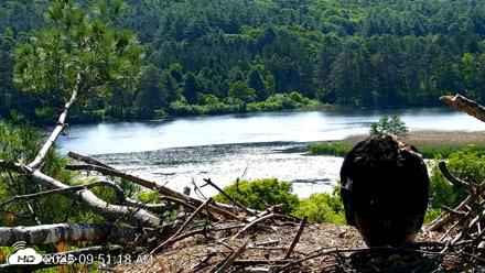 VINS Bald Eagles Nest Live Cams - Jun 16, 2026, 9:52am EDT