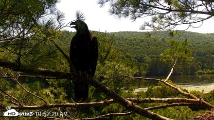 VINS Bald Eagles Nest Live Cams - Jul 24, 2026, 10:53am EDT