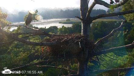 VINS Bald Eagles Nest Live Cams - Aug 20, 2026, 7:17am EDT