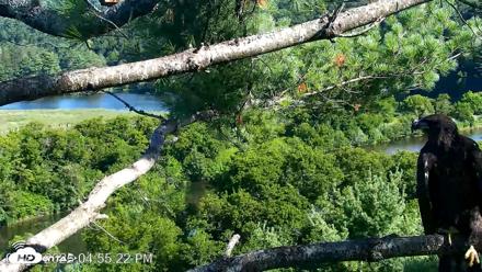 VINS Bald Eagles Nest Live Cams - Jul 23, 2026, 4:56pm EDT