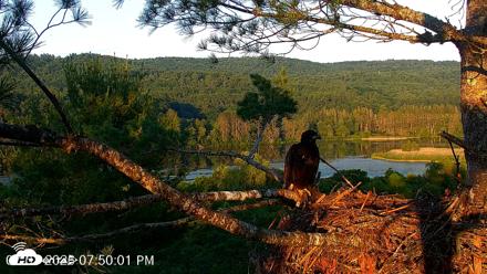 VINS Bald Eagles Nest Live Cams - Jul 7, 2026, 7:51pm EDT