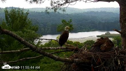 VINS Bald Eagles Nest Live Cams - Jul 16, 2026, 11:56am EDT