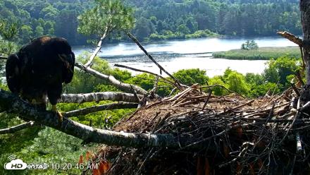 VINS Bald Eagles Nest Live Cams - Jul 3, 2026, 10:23am EDT