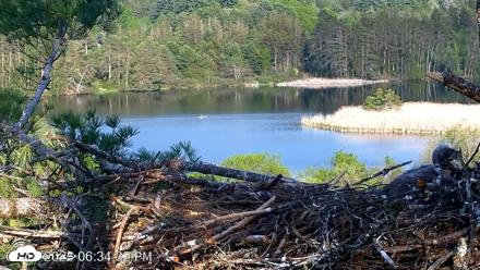 VINS Bald Eagles Nest Live Cams - May 18, 2026, 6:35pm EDT