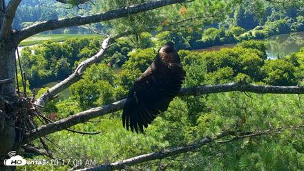 VINS Bald Eagles Nest Live Cams - Jul 24, 2026, 10:17am EDT