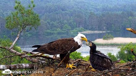 VINS Bald Eagles Nest Live Cams - Jun 10, 2026, 4:44pm EDT