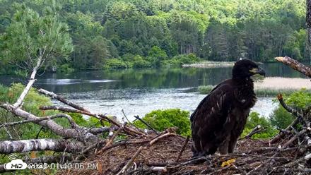 VINS Bald Eagles Nest Live Cams - Jun 16, 2026, 1:40pm EDT