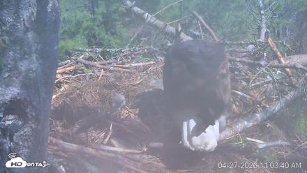 VINS Bald Eagles Nest Live Cams - Apr 27, 2026, 11:04am EDT