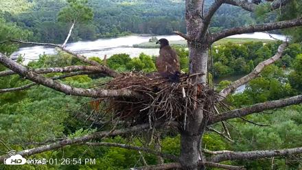 VINS Bald Eagles Nest Live Cams - Aug 11, 2026, 1:27pm EDT
