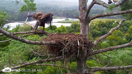 VINS Bald Eagles Nest Live Cams - Aug 17, 2026, 8:37am EDT