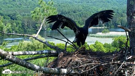 VINS Bald Eagles Nest Live Cams - Jul 1, 2026, 2:31pm EDT